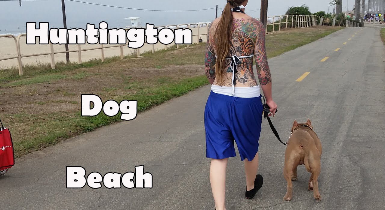 Huntington Dog Beach YouTube