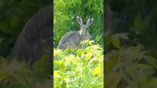Haas The Hare Videos And Some Other Hares With Him Read Description I Miss Haas.