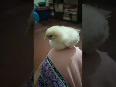 Video: Chickling chick: ano ang hitsura nito at paano ito pakainin?