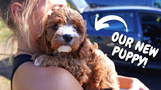 Collecting our 8 WEEK old Cavapoo Puppy!