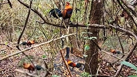 ต่อไก่ป่าเข้าดีมากcuabqaibqutuajzootiag2 #3