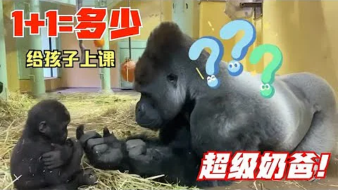 大猩猩当了爸爸后，结果冷落了妻子，还会给孩子“补课”呢 - 天天要闻