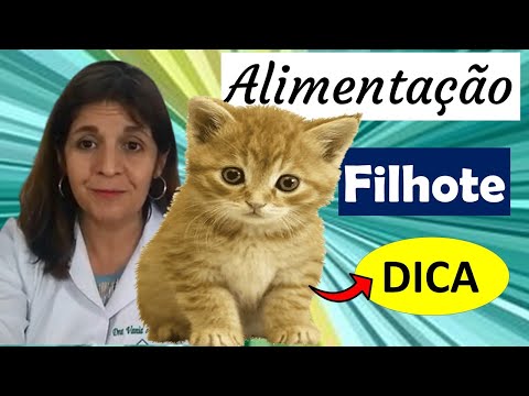 Vídeo: Qual é A Melhor Comida Para Alimentar Um Gatinho?