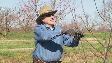Pruning Apple Trees - Family Plot