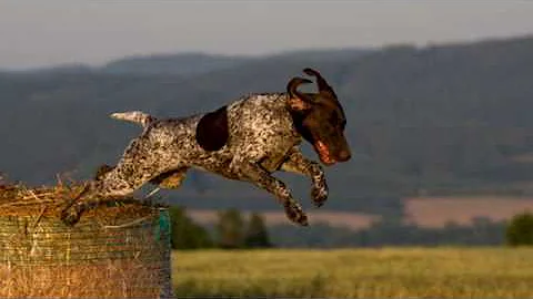 Come capire se il cane è da tartufo?