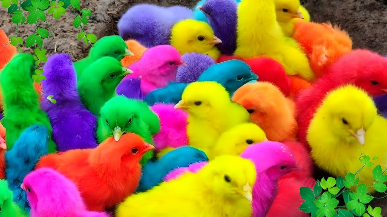 Cute Animals You Didn’t Expect to Be Friends