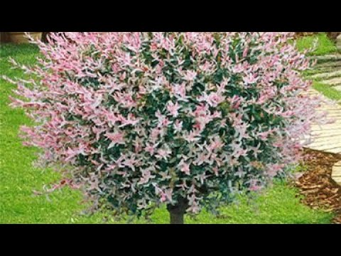 Video: Kako posaditi Salix Flamingo?