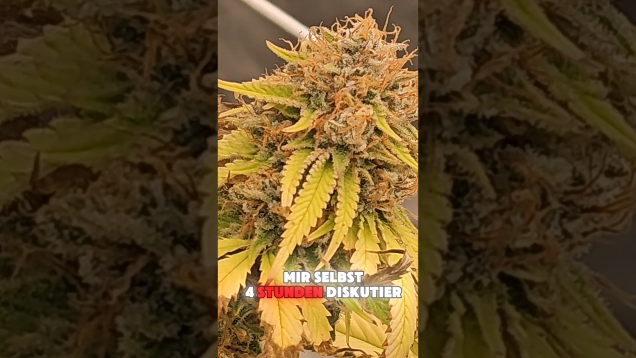 Super Lemon Haze by Greenhouse Seeds. Day 56 of Flower