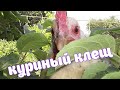 Куриный клещ