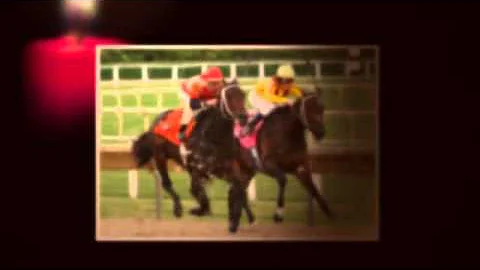 australian horse betting tips 101