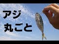 多摩川でアジ丸ごとエサにして釣りしてみた 2