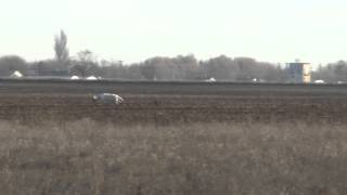 Охота Русских Псовых Борзых На Зайца-Русака