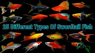 Top 25 Different Types Of Swordtail Fish