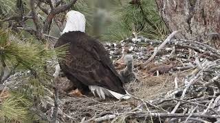 A windy day at Smith Rock State Park, and the Eaglets are growing fast.