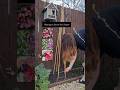 Sweet Pea Teepee 🌸 #sweetpeas #plantingsweetpeas #growingsweetpeas