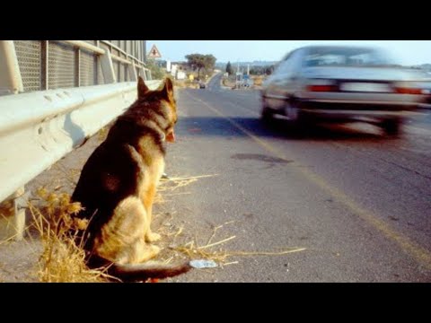Vidéo: Depuis 6 ans, ce chien a gardé la tombe de son propriétaire décédé