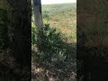 Нежилое гнездо орлана-белохвоста