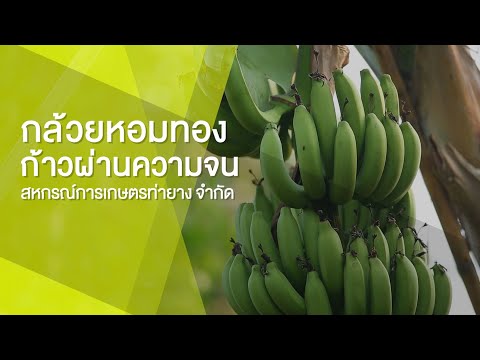 “กล้วยหอมทอง ก้าวผ่านความจน สหกรณ์การเกษตรท่ายาง จำกัด” พารามิเตอร์รูปภาพ 1