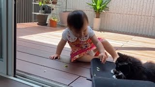 娘からの愛情いっぱいを受け取る猫　ラガマフィンCat receiving love.Ragamuffin.