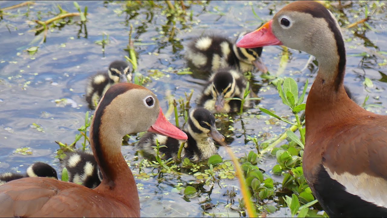 Black Bellied Whistling Ducks Protect Ducklings from Dangers on the Lake