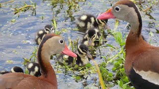 Black Bellied Whistling Ducks Protect Ducklings from Dangers on the Lake