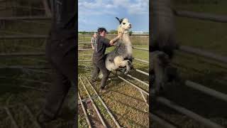 Llampaca Manhandles Shearer (full video)