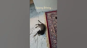 Chill Vibes With Todo Kalu Guzail Minno CatRelaxation FelineFun Cat Lovers 