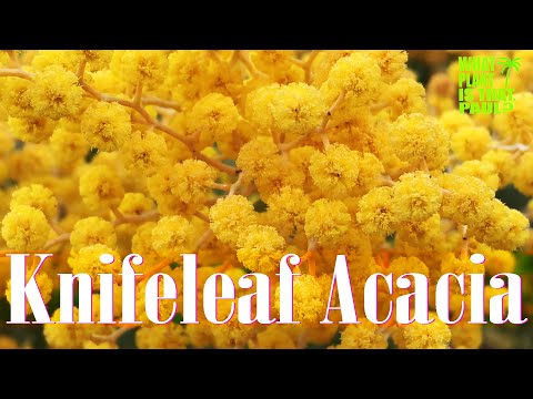 Video: What Is A Knifeleaf Acacia Tree: Tips on Growing Knifeleaf Wattle