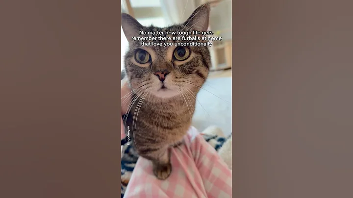 Video 11434611: long funny cat, cat home funny