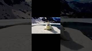 Snow Beauty... #gangotri #ganga #river #nature #gangasati #love #travel #trending #pakistan