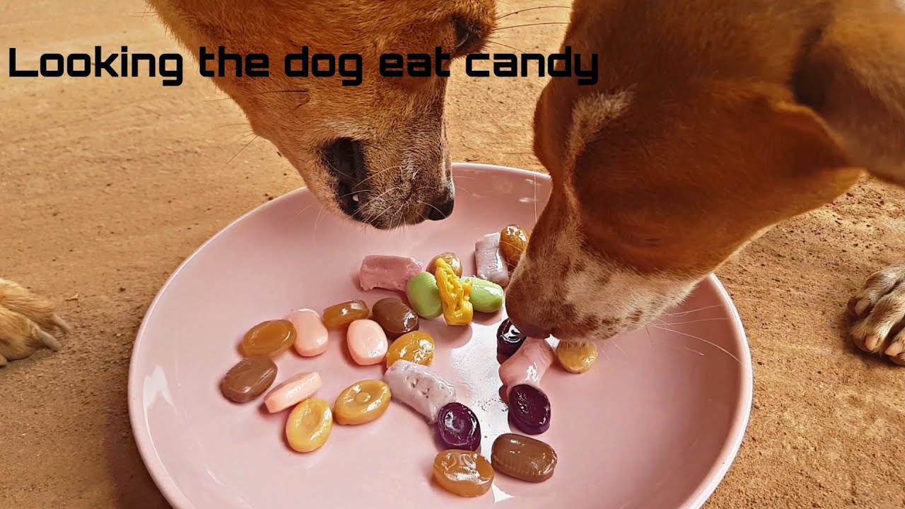 Looking the dog eat candy YouTube