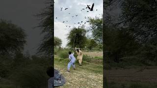 Forest 🌳 hunters eagle 🦅 😱#animals #farming #hunting #amazing #villagelife #frmar#anime #humur Forest 🌳 hunters eagle 🦅 😱#animals #farming #hunting #amazing #villagelife #frmar#anime #humur