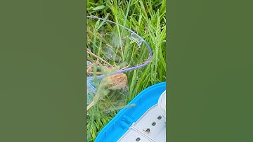 praying mantis hatching 2