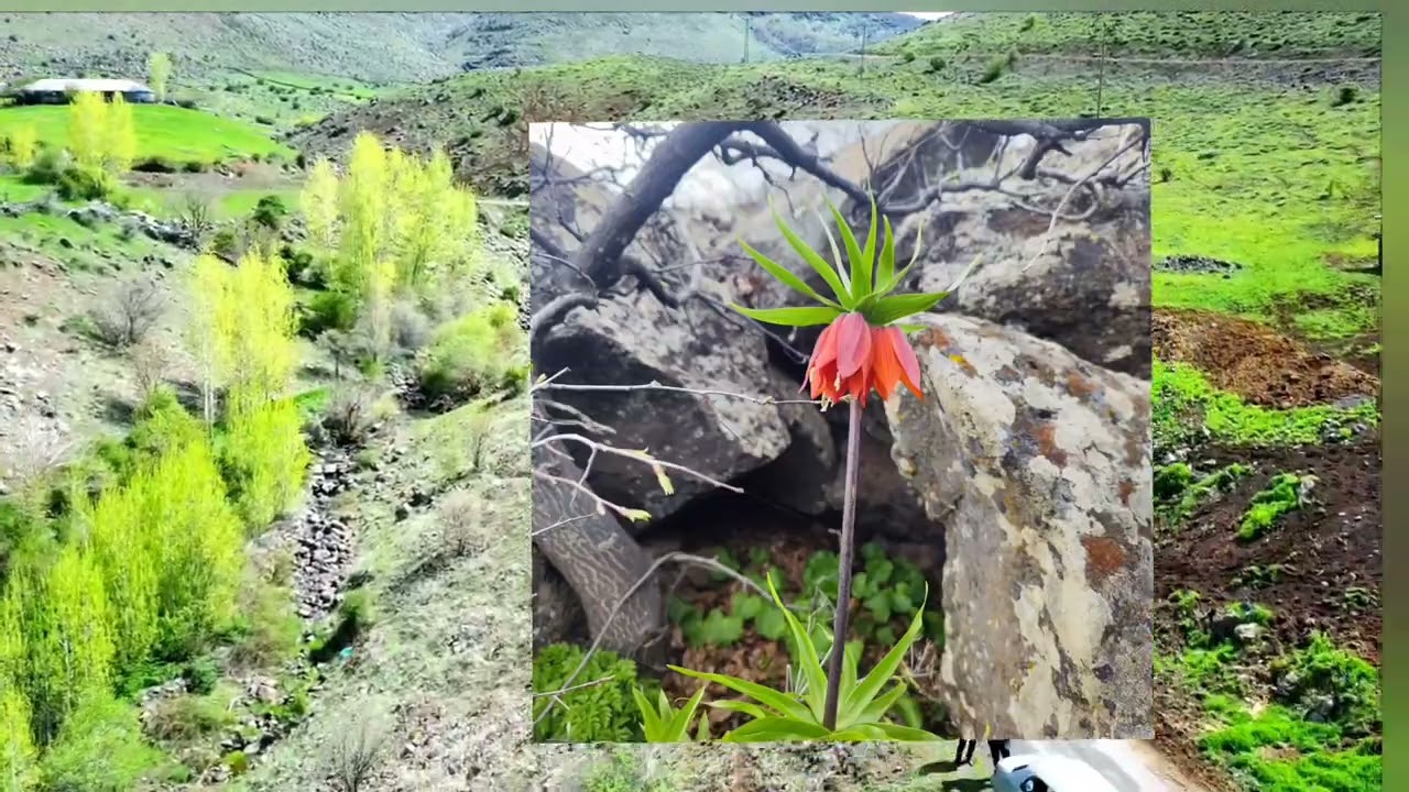 Gökçeli köyü Bingöl