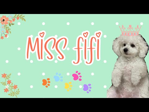 FIFI IS PATIENTLY WAITING FOR HER BESTFRIEND DANNY BOY 🐾🐶 #furbaby #doglover #shortsvideo