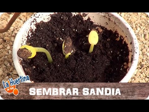 Video: Sembrando Semillas De Sandía