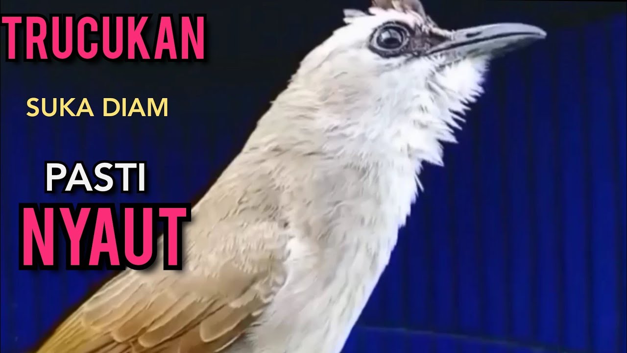 TRUCUKAN OMBYOKAN TRUCUK BAHAN PAUT BISU AGAR BUNYI GACOR PUTARKAN PANCINGAN INI PASTI BUNYI GACOR 