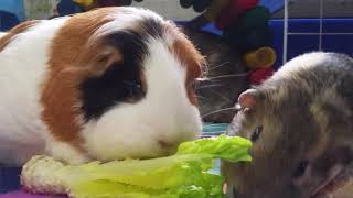 "Your bit must be better" - Food Fights Guinea Pig Games - Cos / Romaine Lettuce with Popcorning screenshot 4