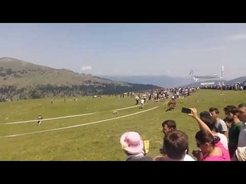 ბეშუმი დოღი