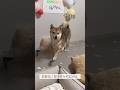 강아지와 뚱땅뚱땅 대화가능! 의사표현 확실한 시바견 밤톨이 #shiba #しばいぬ #柴犬
