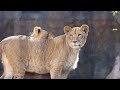 ライオン三姉妹🦁イトが札幌市円山動物園へ（2023年11月予定）