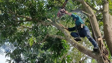 Cưa cây xoài nghiêng vào nhà .Cưa cây kỹ thuật cao