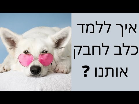 וִידֵאוֹ: איך להבין כלב