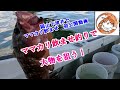 本邦初公開動画 新釣法ママカリ飲ませ釣り 下津井からこと丸#飲ませ釣り#アコラバ#アコウ胴付き#船釣り#fishing #釣り #ママカリサビキ
