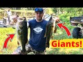 Shocking Up Monster Bass In Our Pond!