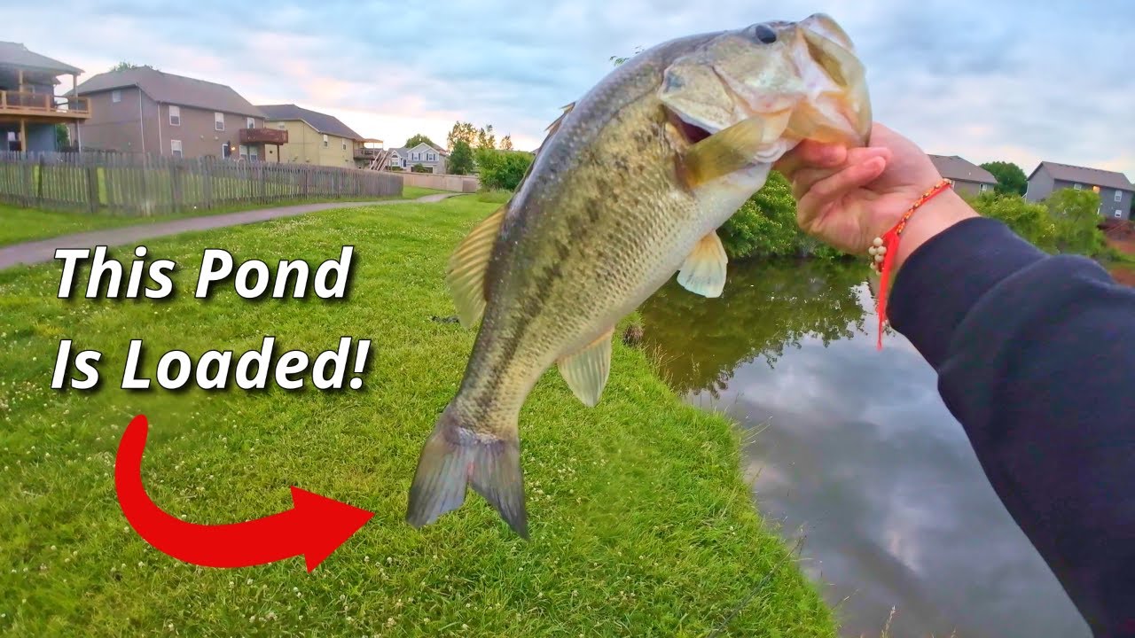 Catching Giant Bass Close to Home – This Pond is LOADED!