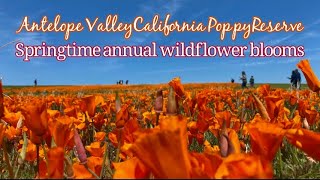 Super Bloom In California/ Wild Flowers Of Antelope Valley California Poppy Reserve