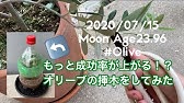 オリーブ 挿し木をペットボトルでやります 土はバーミキュライトを使用 時期は5月 失敗or発根したら報告します Youtube