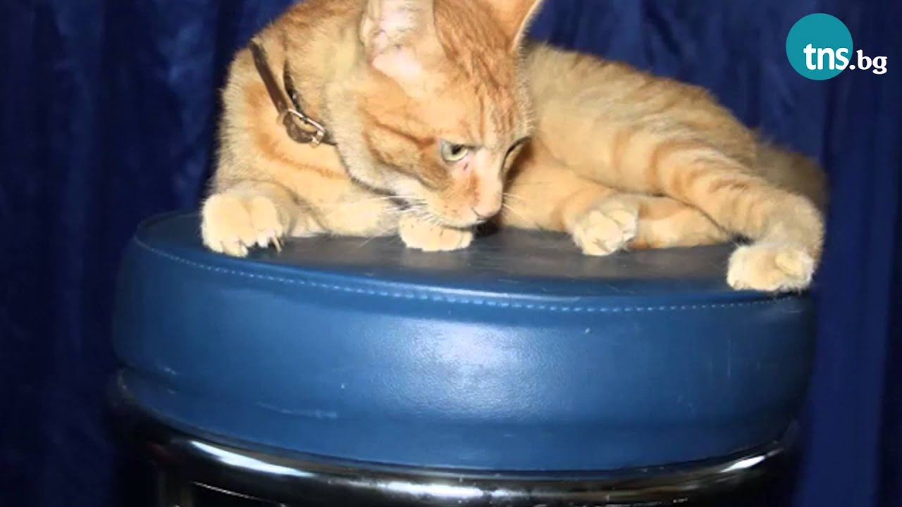 Как се дресират котки в предаването СЕЛФИ по TNS TV - YouTube