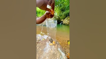 Survival skills Lifehacks | waterbottle fish Trap | Wild fishing